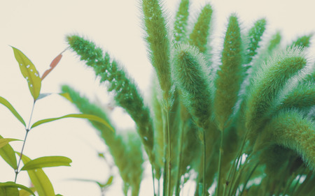 Vintage and macro image on grass flower field. Soft focus and blurred backgroundの写真素材