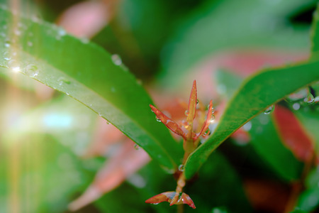 Selective focus image of  Fresh green leaves with raining on morning sun.の写真素材