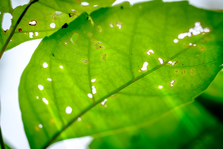 Selective focus image of  fresh green leaves after raining on morning sun.