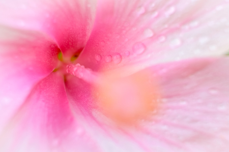 Macro photo of Pink hibiscus flower blooming with water drop on blurred green nature background . Selective and soft focus image.の写真素材