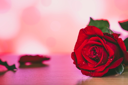 Bright Red Rose for Valentine's Day.の写真素材