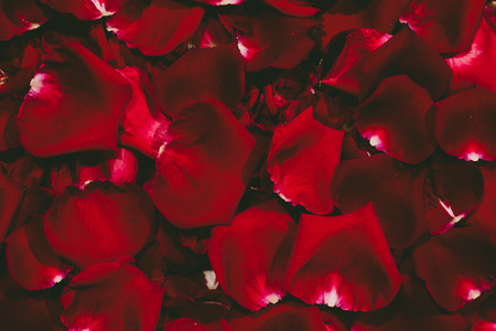 Beautiful red rose petals on dark background.