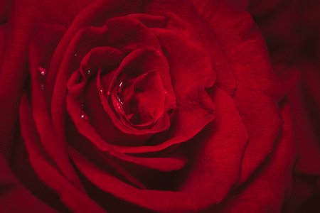 Top view and close up image on bright Red Rose and water drops for Valentine's Day.の写真素材