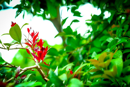 Selective focus image of  fresh green and red leaves in the morning. Copy space texture background.の写真素材
