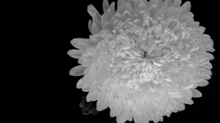 Chrysanthemum on black background, black and white color.の写真素材
