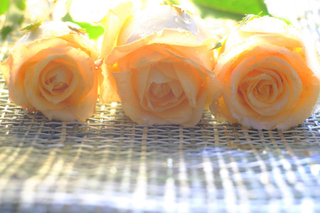 Macro image of beautiful fresh yellow rose with water drops on wood weave. Copy space texture background.の写真素材