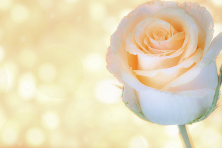 Macro image of beautiful fresh yellow rose with water drops on orange background. Copy space texture background.の写真素材