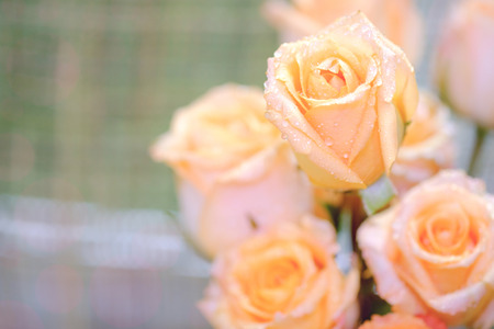 Macro image and selective focus of beautiful fresh yellow rose with water drops.の写真素材