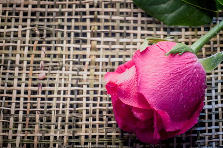 Selective focus on Pink rose on wood weave with soft light background. Copy space texture background.の写真素材