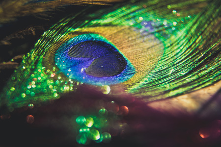 Colorful feather peacock with  lights bokeh. Concept of peace.の写真素材