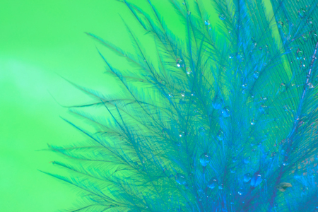 Colorful feather with water drops. Concept Colorful background of nature.の写真素材