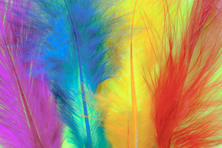 close up image on colorful feather. Concept Colorful background of nature.の写真素材