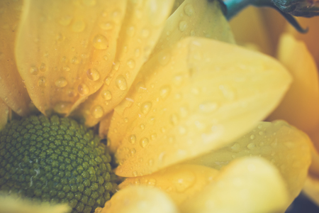 Vintage image style with Top view and selective focus on yellow flawer of beautiful chrysanthemum with water drop.の写真素材