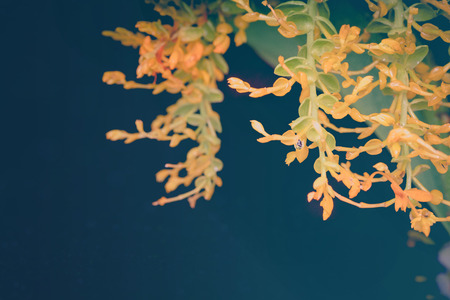 Close up yellow flower of globba tree or dancing ladies ginger plant.  This is plant of Thailand. Found in the natural state as a family in the ginger.の写真素材