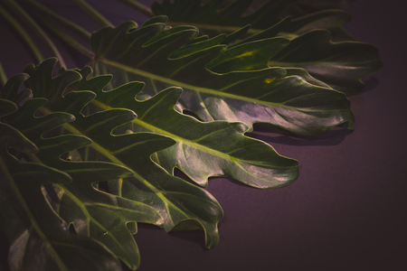 vintage image style on green leaves with dark tone background.の写真素材