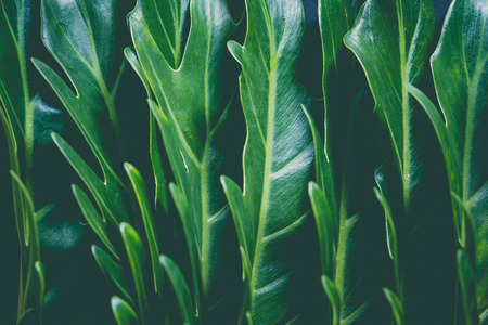 vintage image style on green leaves with dark tone background.の写真素材