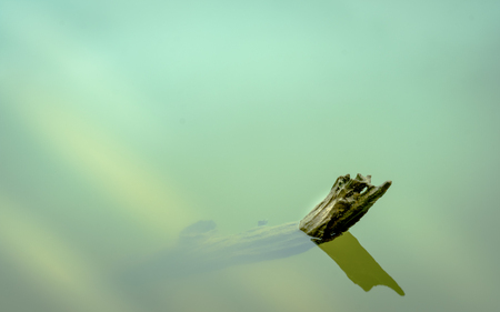 Stump in the river.の写真素材