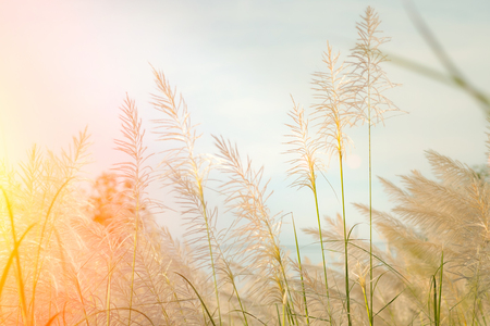 soft focus of flowering grass in wind. dreamy concept.の写真素材