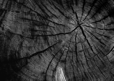 Black and white image style of dark old wood  texture background.の写真素材