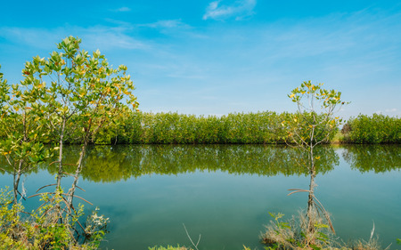 The golden mangrove tree field , mangrove forest at Nature Preserve and Forest Klaeng in rayong ,Thailand.の写真素材