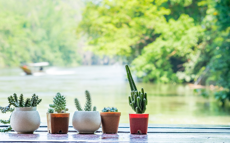 Close-up cactus on balcony River sidee . Selective and soft focus. Travel concept.の写真素材
