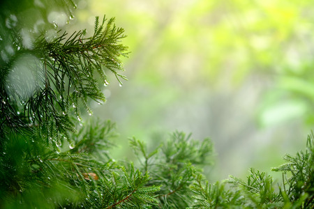 Selective focus on water drops on the leaves with Sunlight effect.