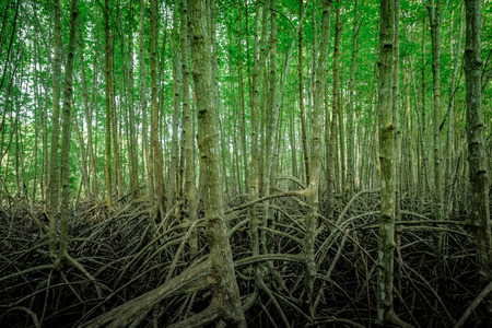 Roots  golden mangrove tree field , mangrove forest at Nature Preserve and Forest Klaeng in rayong ,Thailandの写真素材