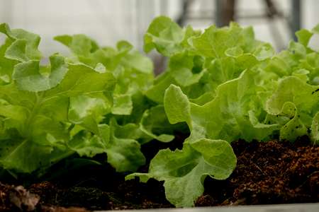 Close up view on lettuces salad , organic vegetable cultivation in farm with soft light.