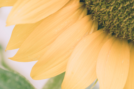 Macro view of part of sunflower in bloom. Organic and natural flower background. Vintage soft colour  style.の写真素材