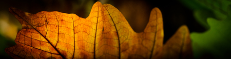 Horizontal banners of  Green leaves. Nature background.Tropical Plant,environment,photo concept...