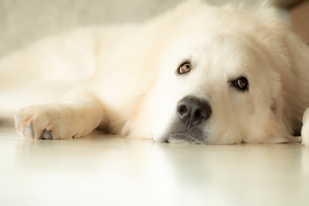 Cute white golden retriever puppy taking a sleep.