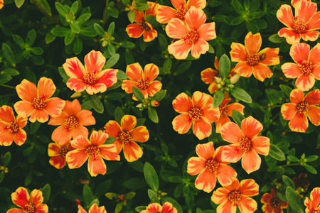 Beautiful portulaca grandiflora with vintage image style, Top view yellow flower portulaca oleracea.の写真素材