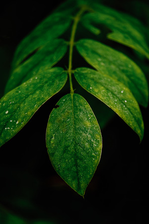 Green leaves. Nature background.Tropical Plant,environment,photo concept nature and plant.
