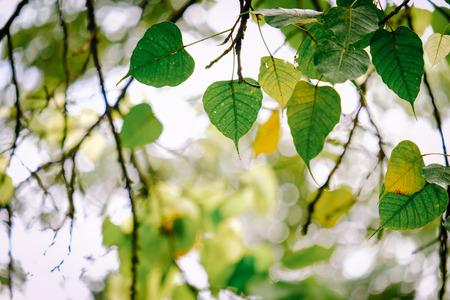 Green leave in garden with sunny for natural spring summer background.の写真素材