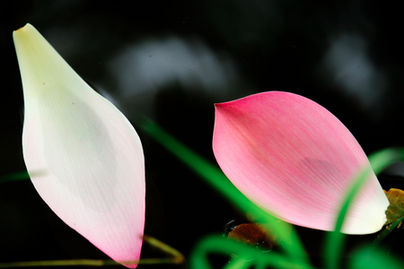 Selective focus on image of pink lotus petal on surface water in the forest.の写真素材