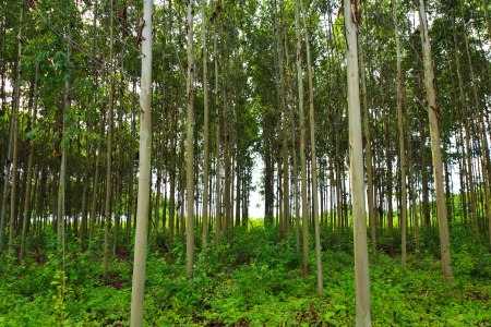 Eucalyptus の写真素材