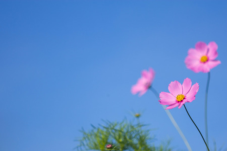 Pink Flowerの写真素材