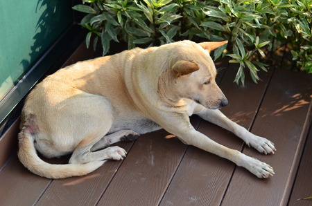 Dog stay and waiting for somethingの写真素材