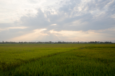 A panorama of rice fields nestled in the hills of Vietnamの写真素材