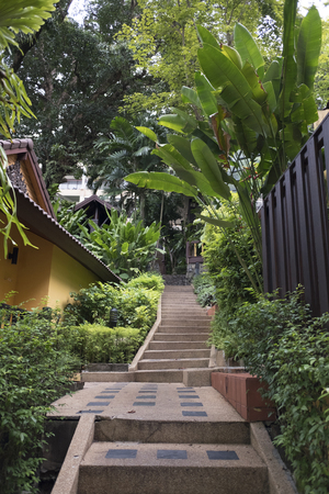The jungle in Thailandの写真素材