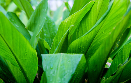 Bright green leaf after rain