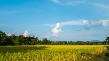 Paddy Power Color Change During the rainy season, and Rainbow in Thailand.の写真素材