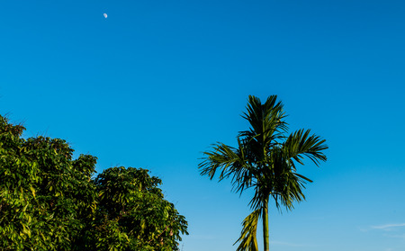 Betel palm tree and sky background with tiny pickled moon.の写真素材