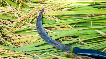 Sickle and Background of rice and grain.の写真素材