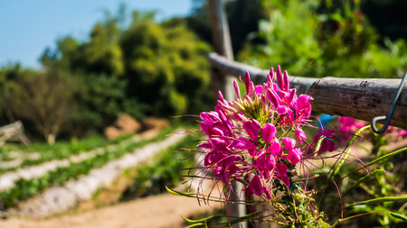 Bright pink flowers With blurred background.