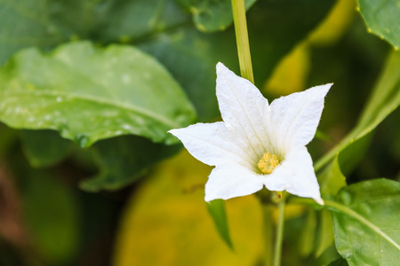White Gourd flower, floral background. Soft focus.の写真素材