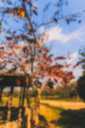Blur red leaf and blue sky, Process color, Abstract background.の写真素材
