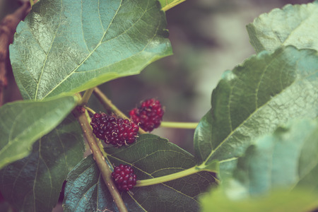 mulberry fruit in nature, selective focus, process color.の写真素材