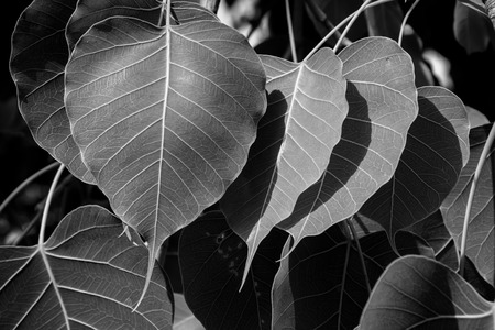 Bodhi leaves, process color with black and white tone.の写真素材