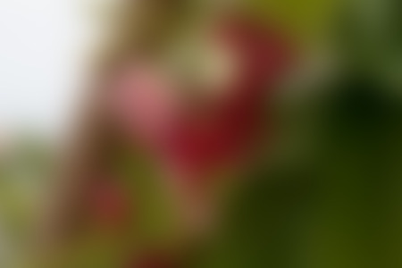 Abstract background with red flower.の写真素材